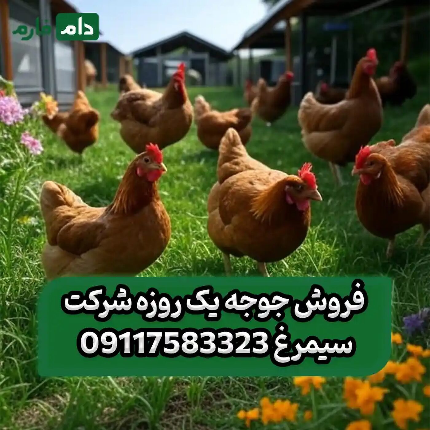 فروش_جوجه_یک_روزه_شرکت_سیمرغ90001101