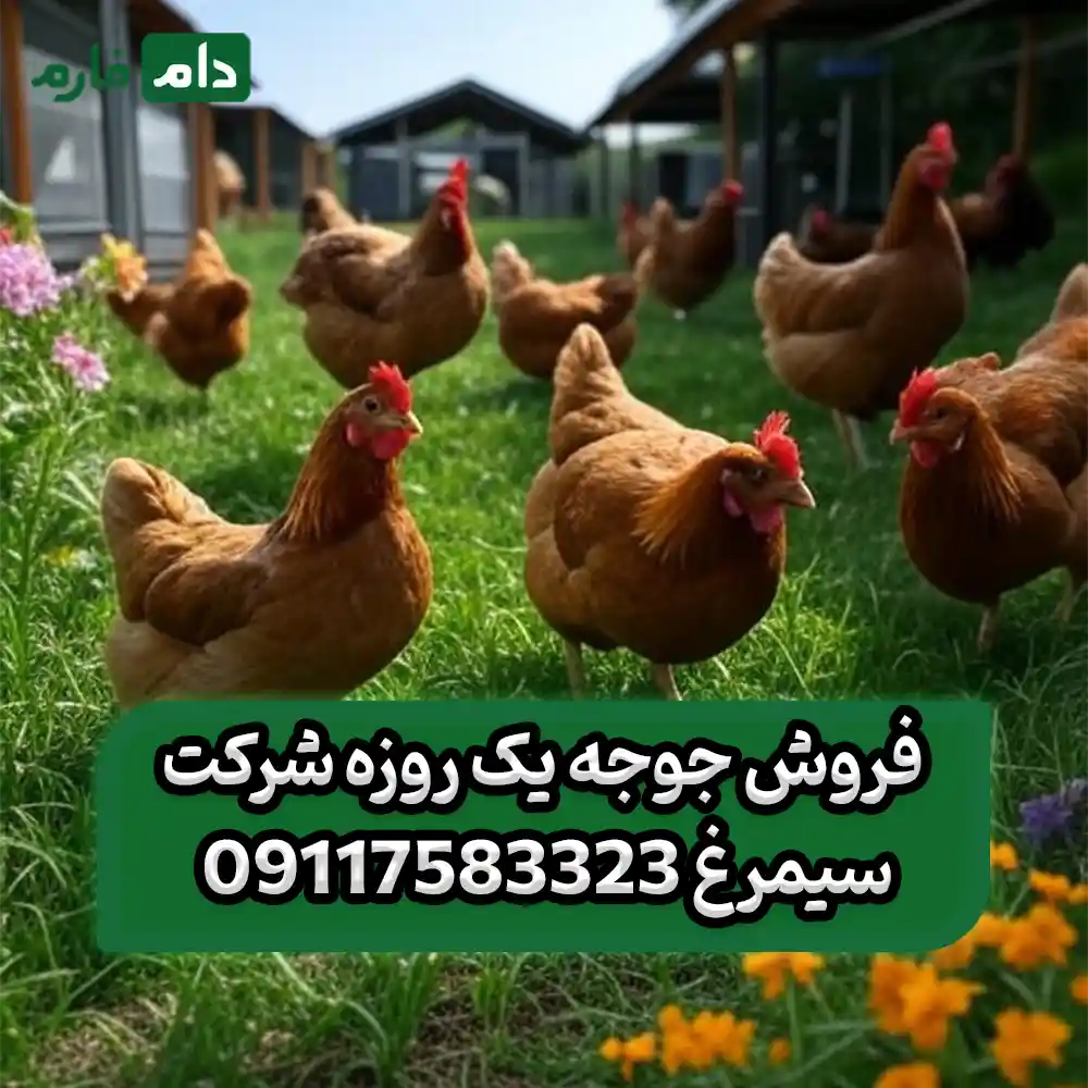 _فروش_جوجه_یک_روزه_شرکت_سیمرغ_09117583323
