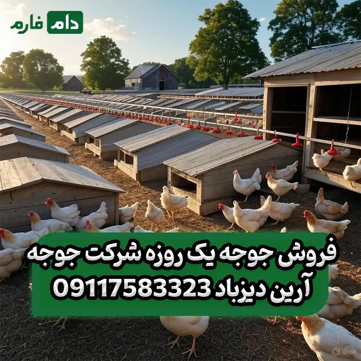 فروش_جوجه_یک_روزه_شرکت_جوجه_آرین_دیزباد_90001101