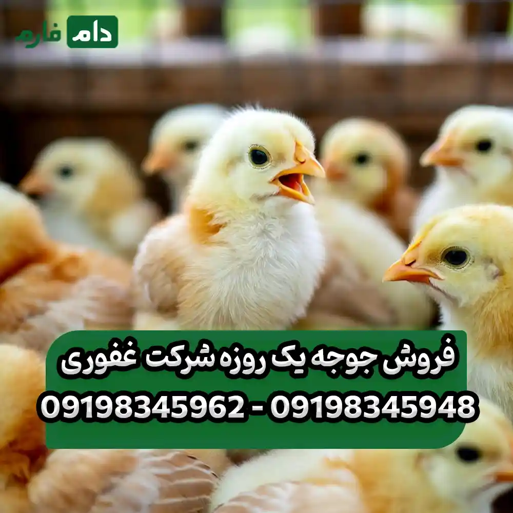 فروش_جوجه_یک_روزه_شرکت__غفوری_09198345948_-_09198345962