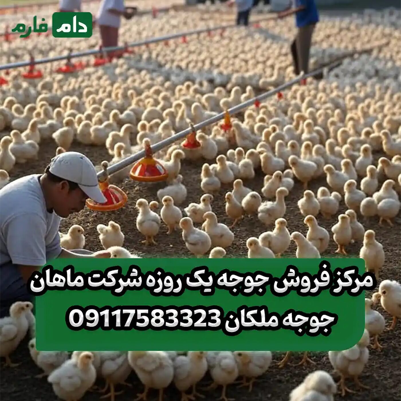 مرکز_فروش_جوجه_یک_روزه_شرکت_ماهان_جوجه_ملکان__90001101