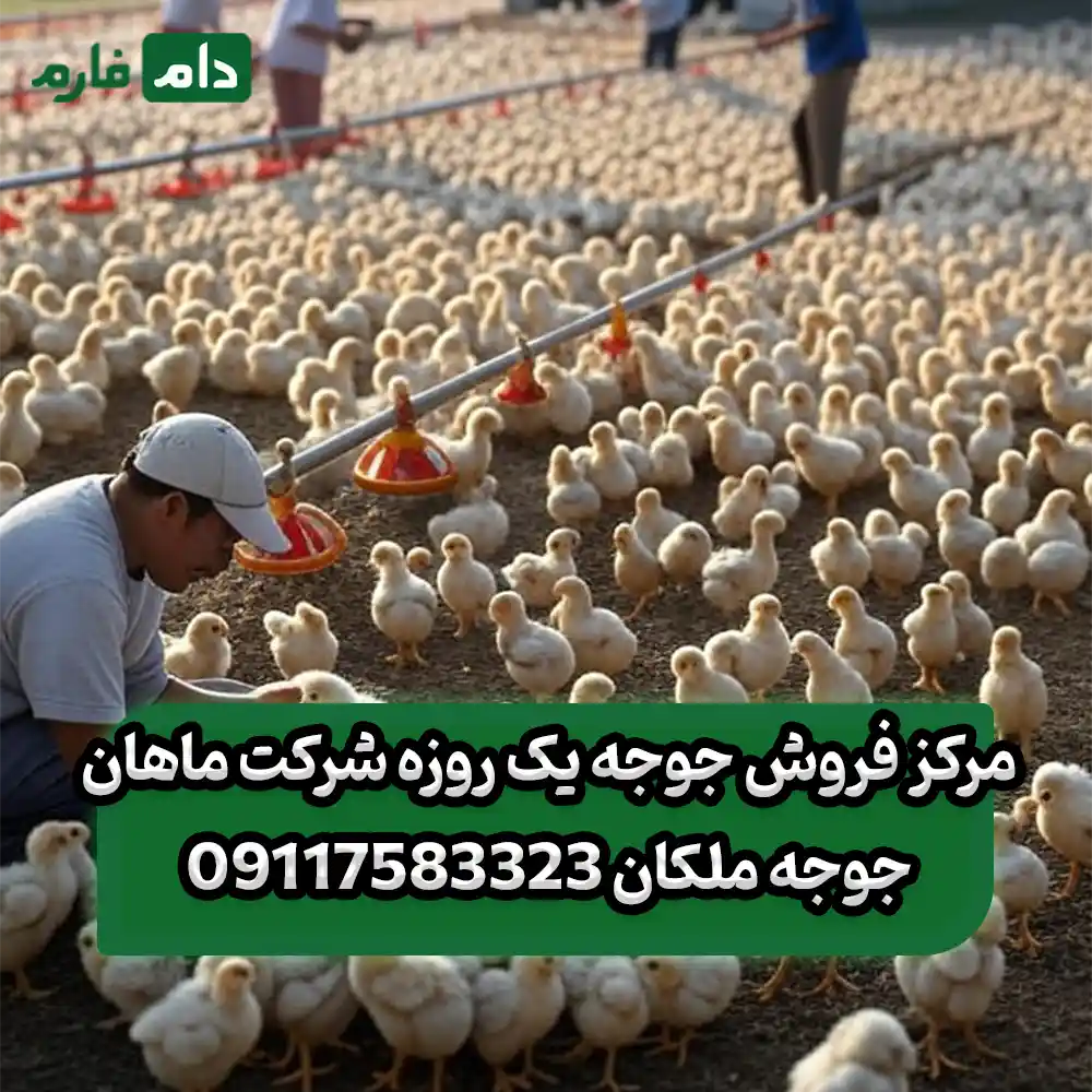 مرکز_فروش_جوجه_یک_روزه_شرکت_ماهان_جوجه_ملکان_09117583323
