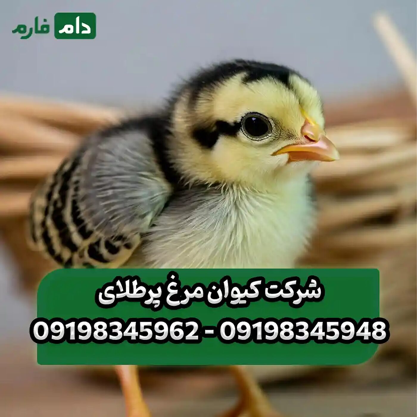 شرکت_کیوان_مرغ_پرطلای_90001101