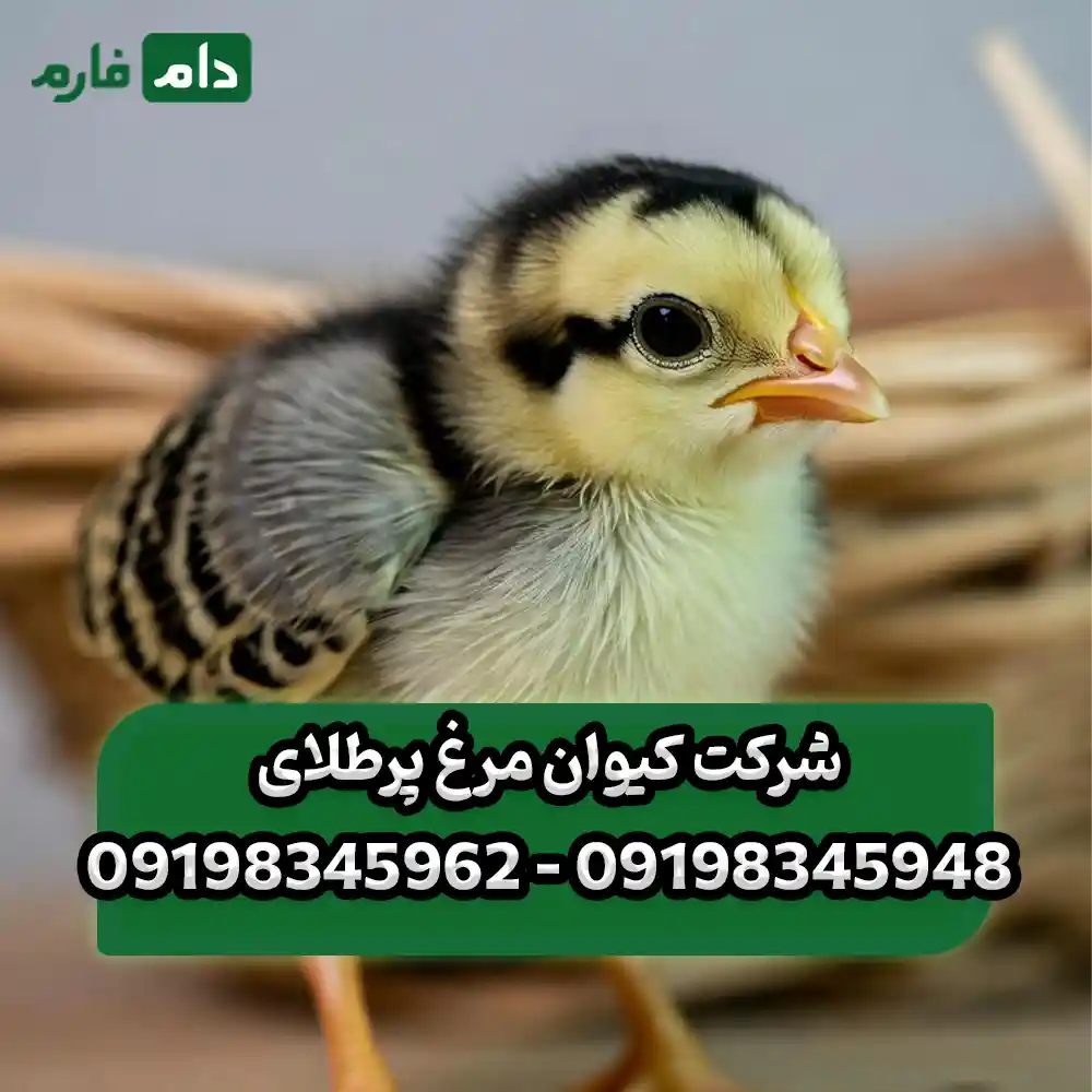 شرکت_کیوان_مرغ_پرطلای_09198345948_-_09198345962