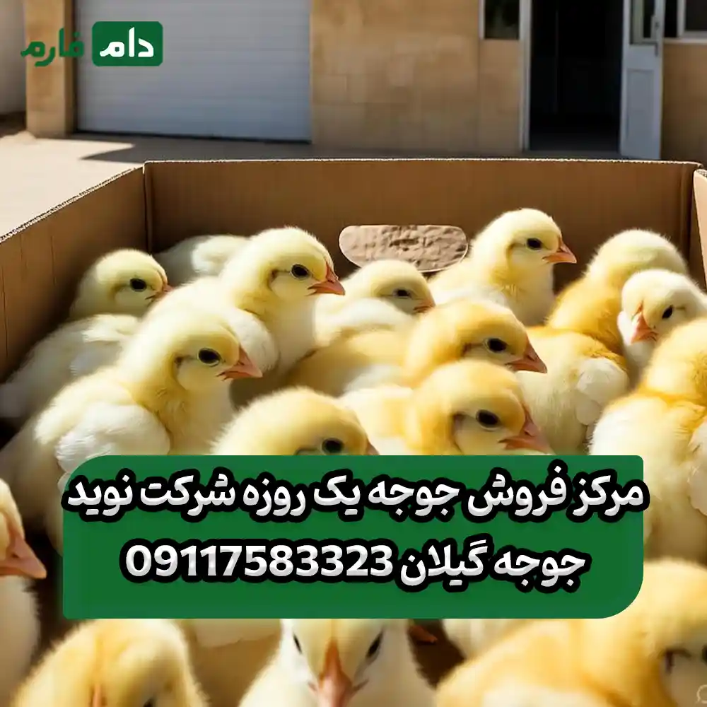 مرکز_فروش_جوجه_یک_روزه_شرکت_نوید_جوجه_گیلان_09117583323___