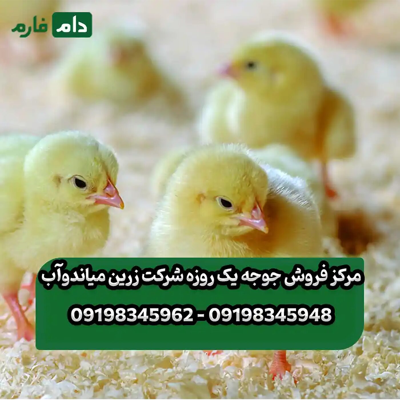 مرکز_فروش_جوجه_یک_روزه_شرکت_زرین_میاندوآب_90001101