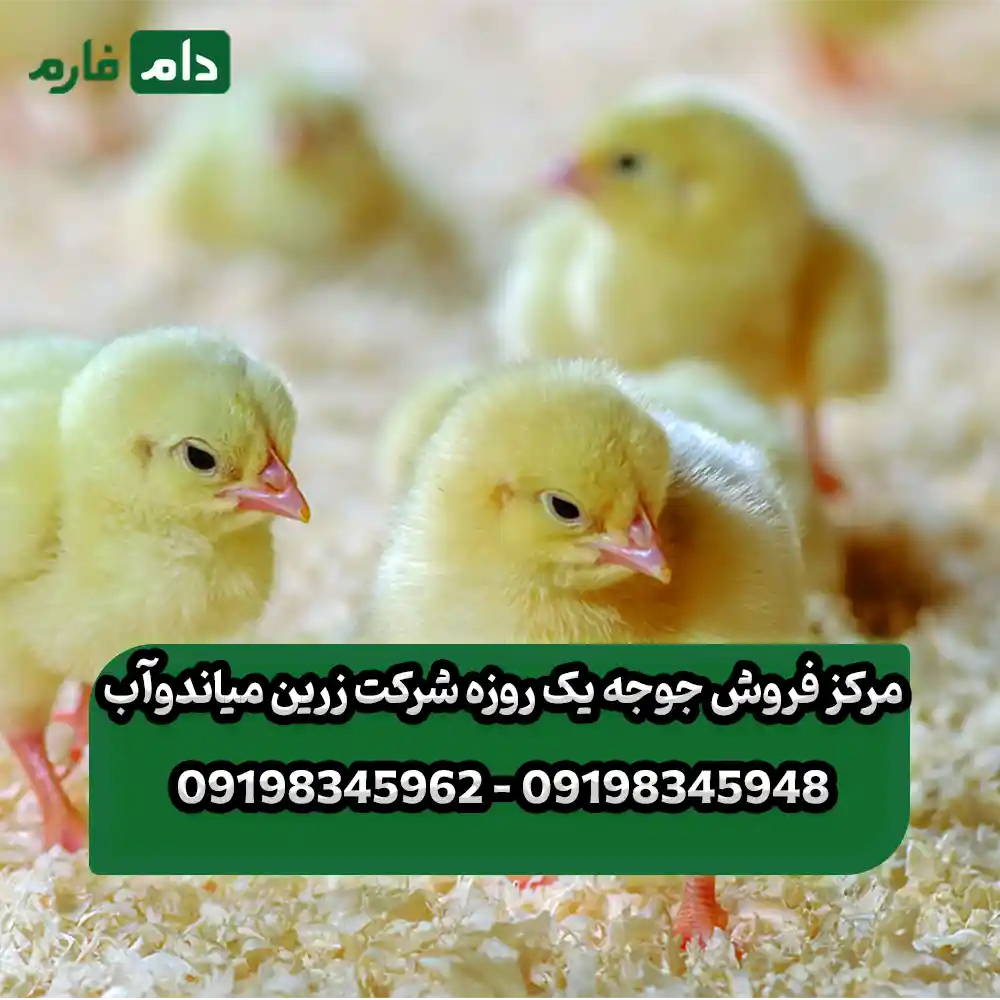 مرکز_فروش_جوجه_یک_روزه_شرکت_زرین_میاندوآب_09198345948_-_09198345962_