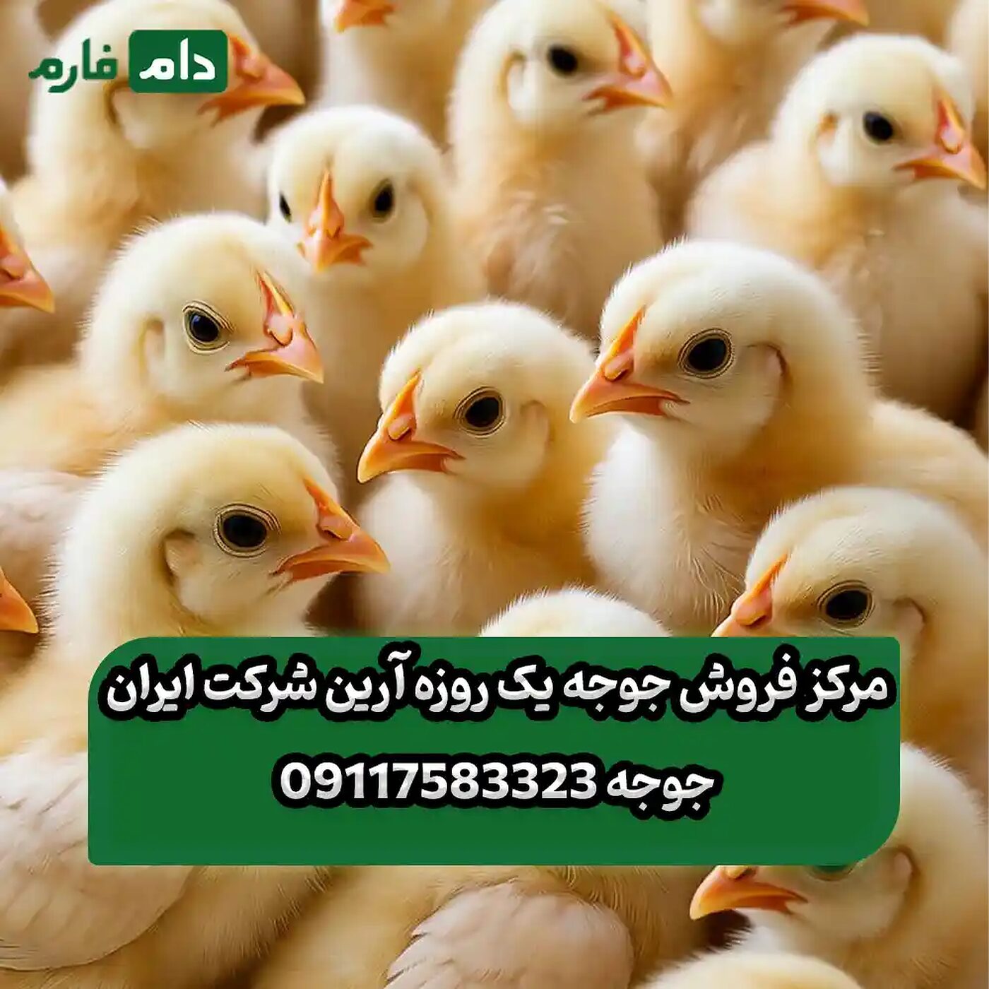 مرکز_فروش_جوجه_یک_روزه_آرین_شرکت_ایران_جوجه_90001101
