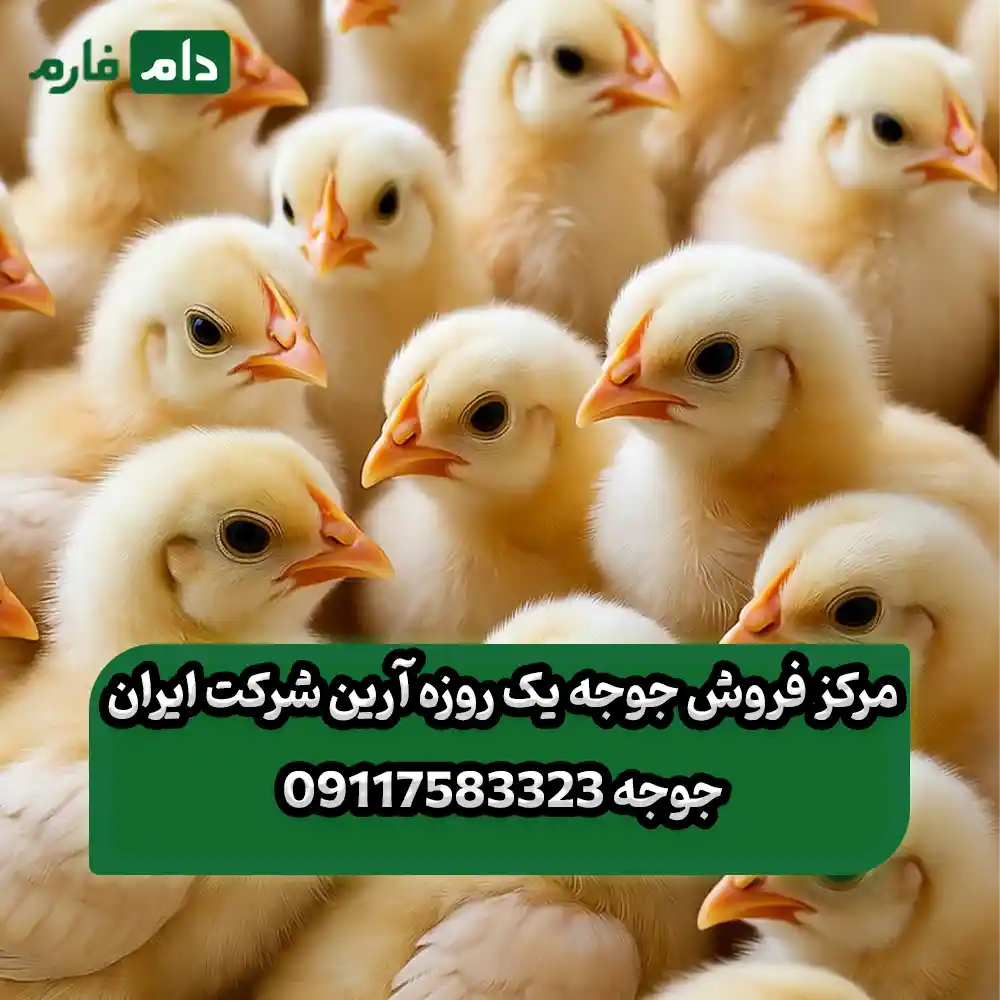 مرکز_فروش_جوجه_یک_روزه_آرین_شرکت_ایران_جوجه_09117583323