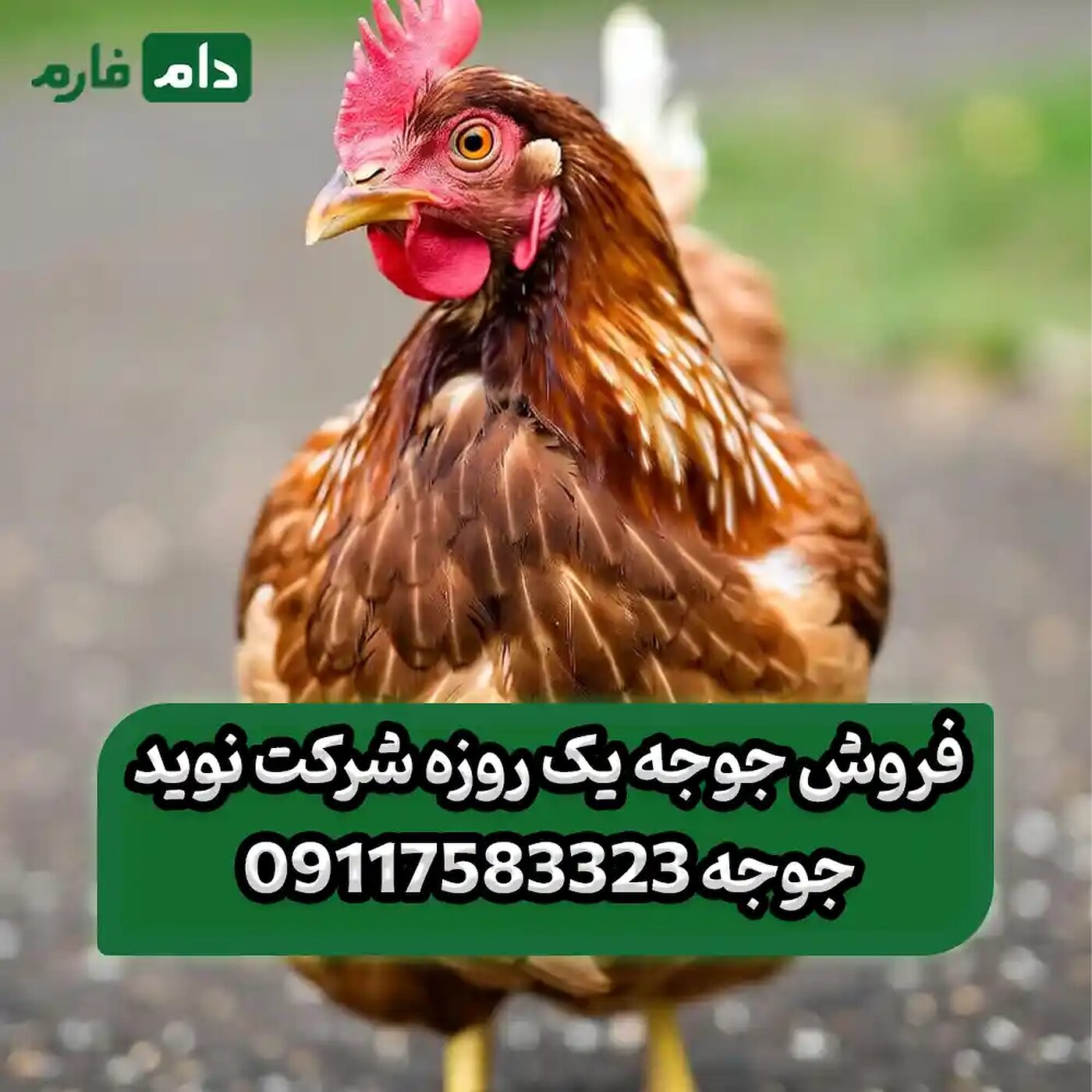 فروش_جوجه_یک_روزه_شرکت_نوید_جوجه_90001101
