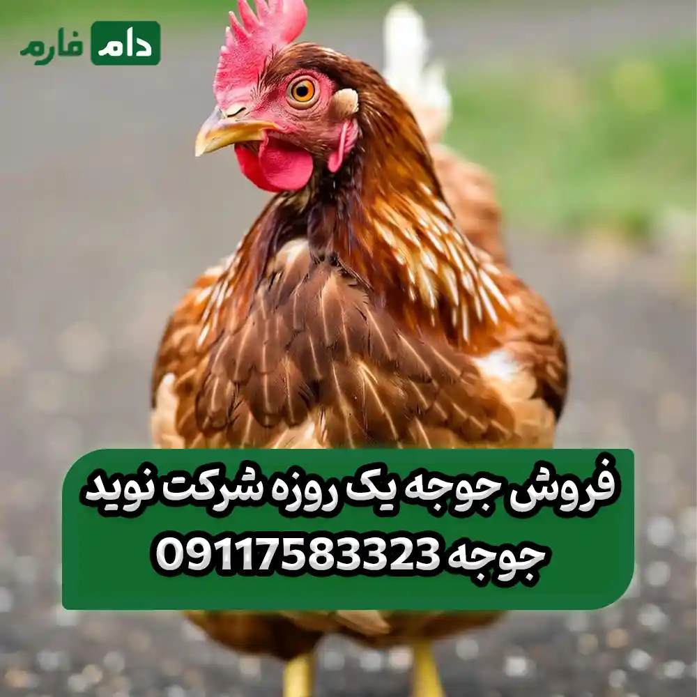 فروش_جوجه_یک_روزه_شرکت_نوید_جوجه_09117583323