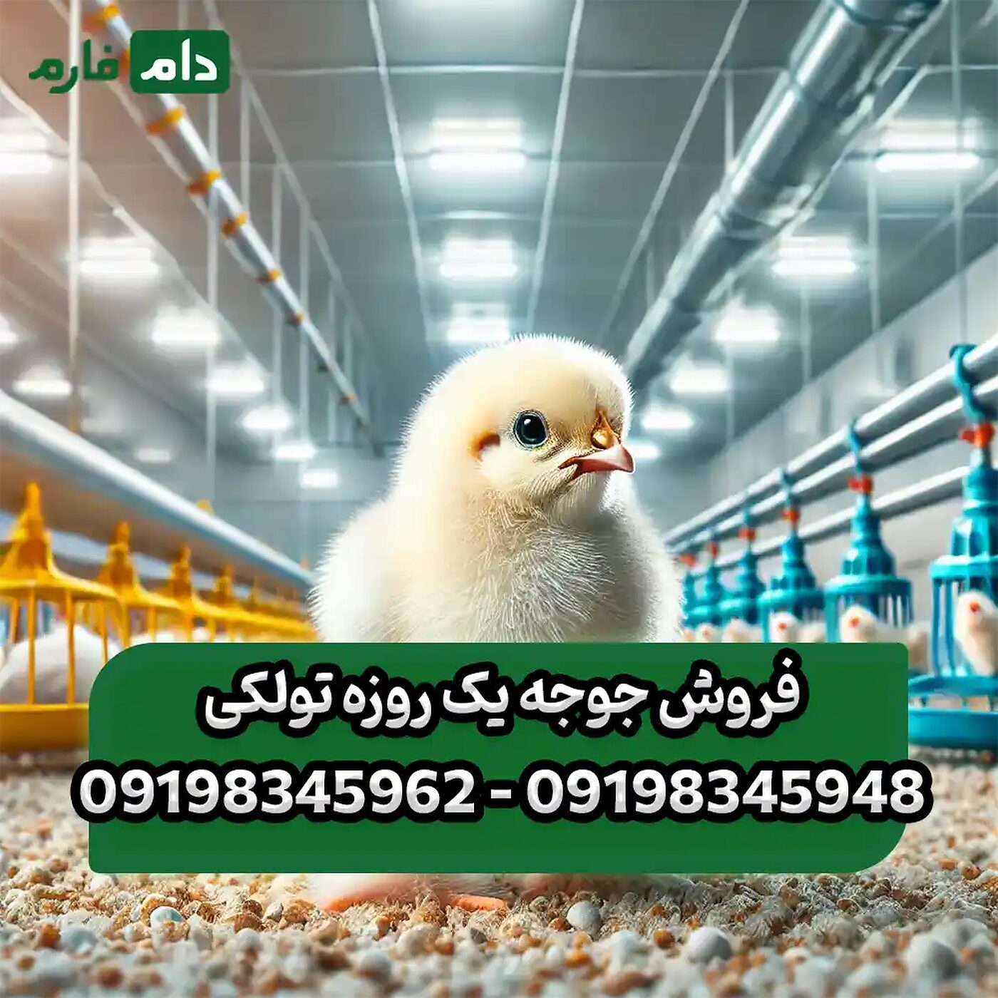 فروش_جوجه_یک_روزه_تولکی_90001101