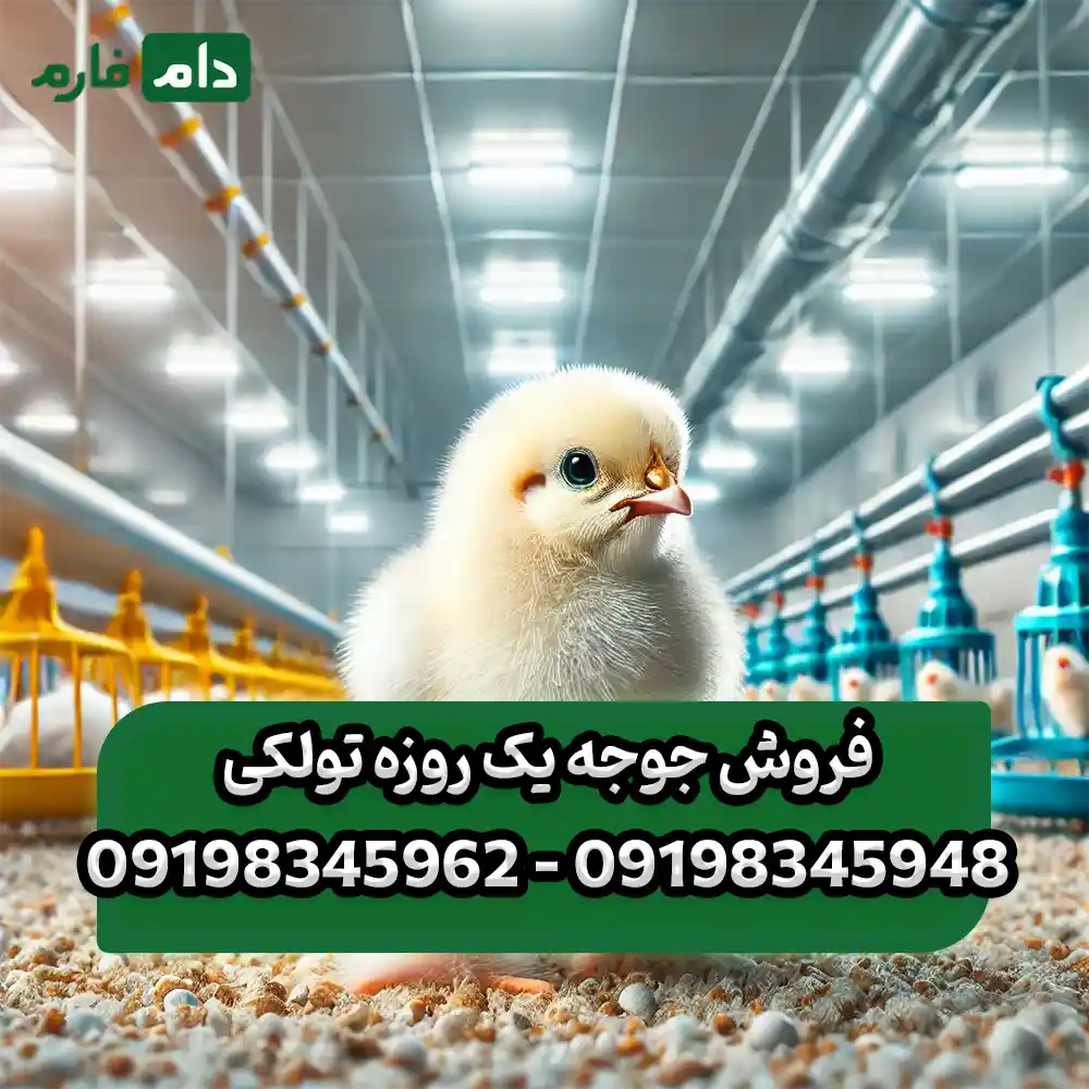فروش_جوجه_یک_روزه_تولکی_09198345948_-_09198345962