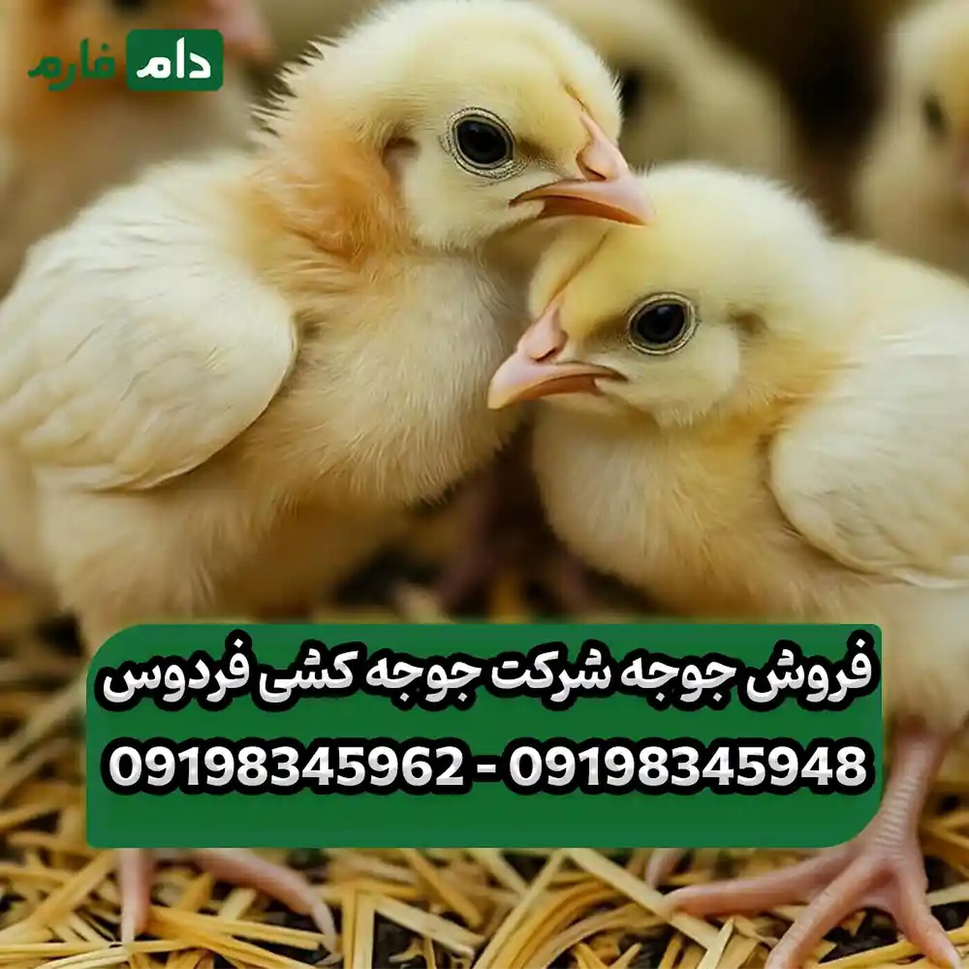 فروش_جوجه_شرکت_جوجه_کشی_فردوس_90001101