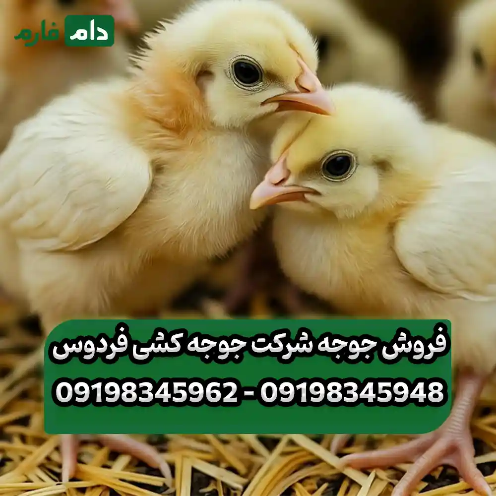 فروش_جوجه_شرکت_جوجه_کشی_فردوس__09198345948_-_09198345962