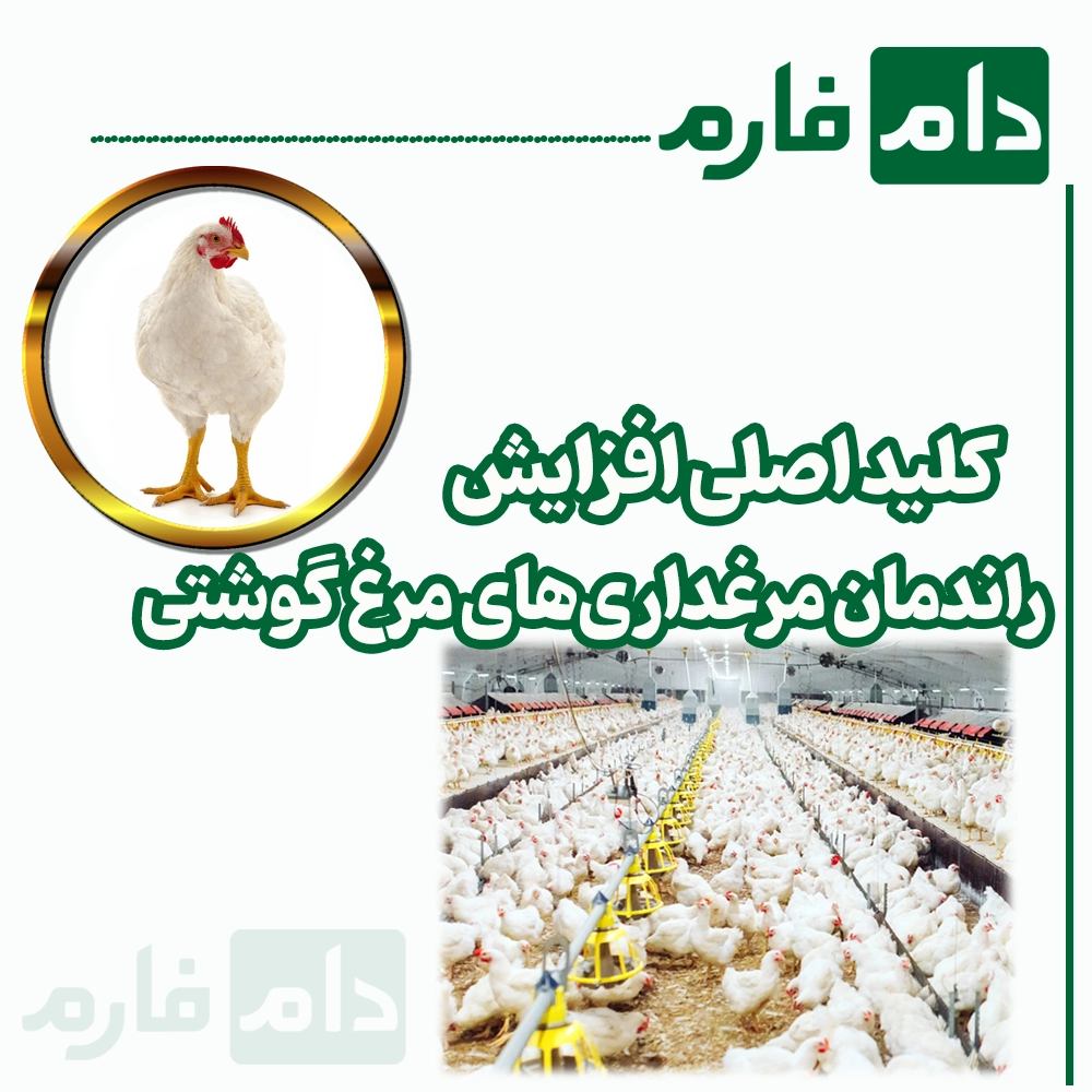 How-to-increase-the-efficiency-of-broiler-chicken-farms-with-proper-management