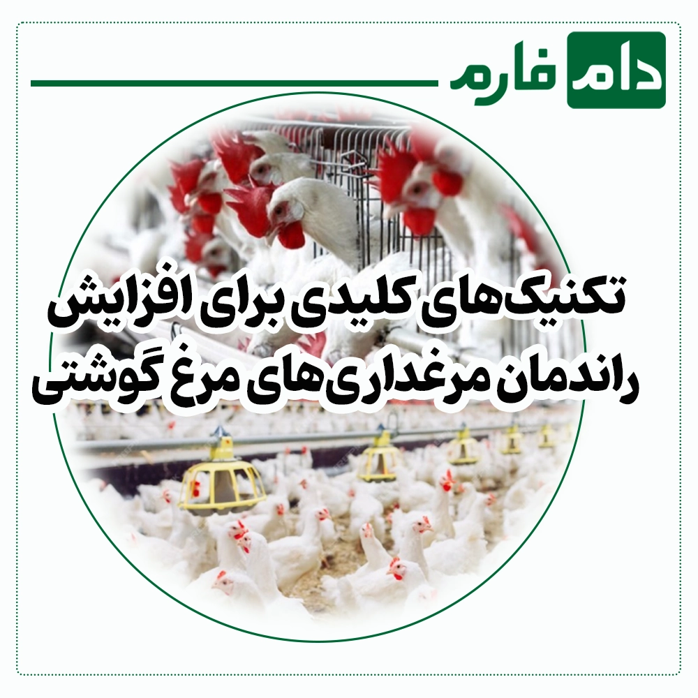 How-to-increase-the-efficiency-of-broiler-chicken-farms-with-proper-management