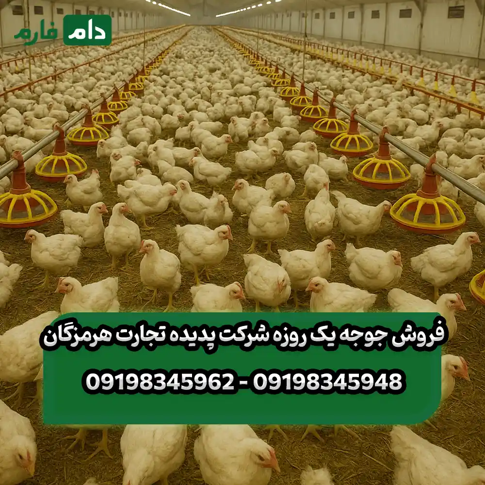 فروش_جوجه_یک_روزه_شرکت_پدیده_تجارت_هرمزگان_09198345948_-_09198345962