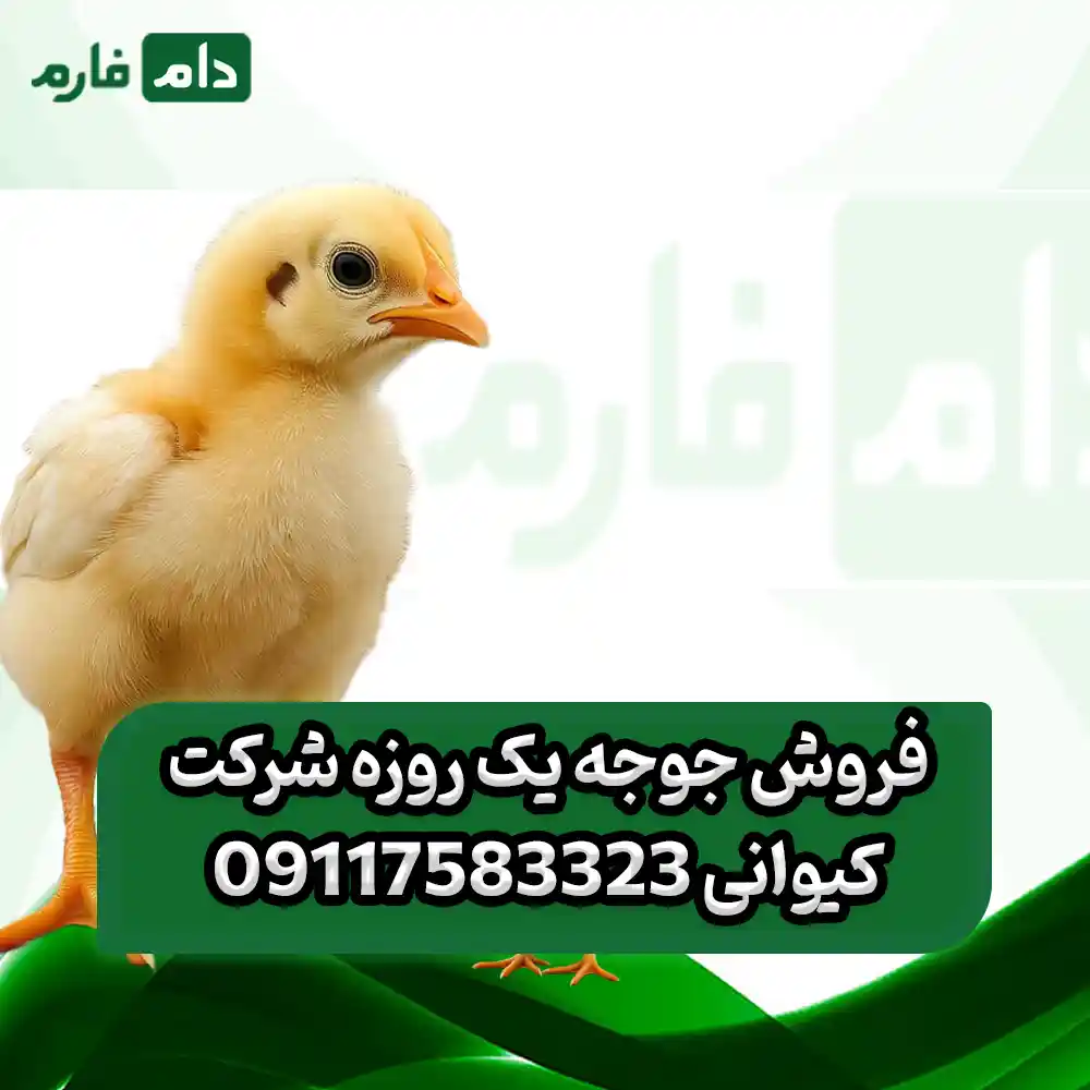 فروش_جوجه_یک_روزه_شرکت_کیوانی_09117583323