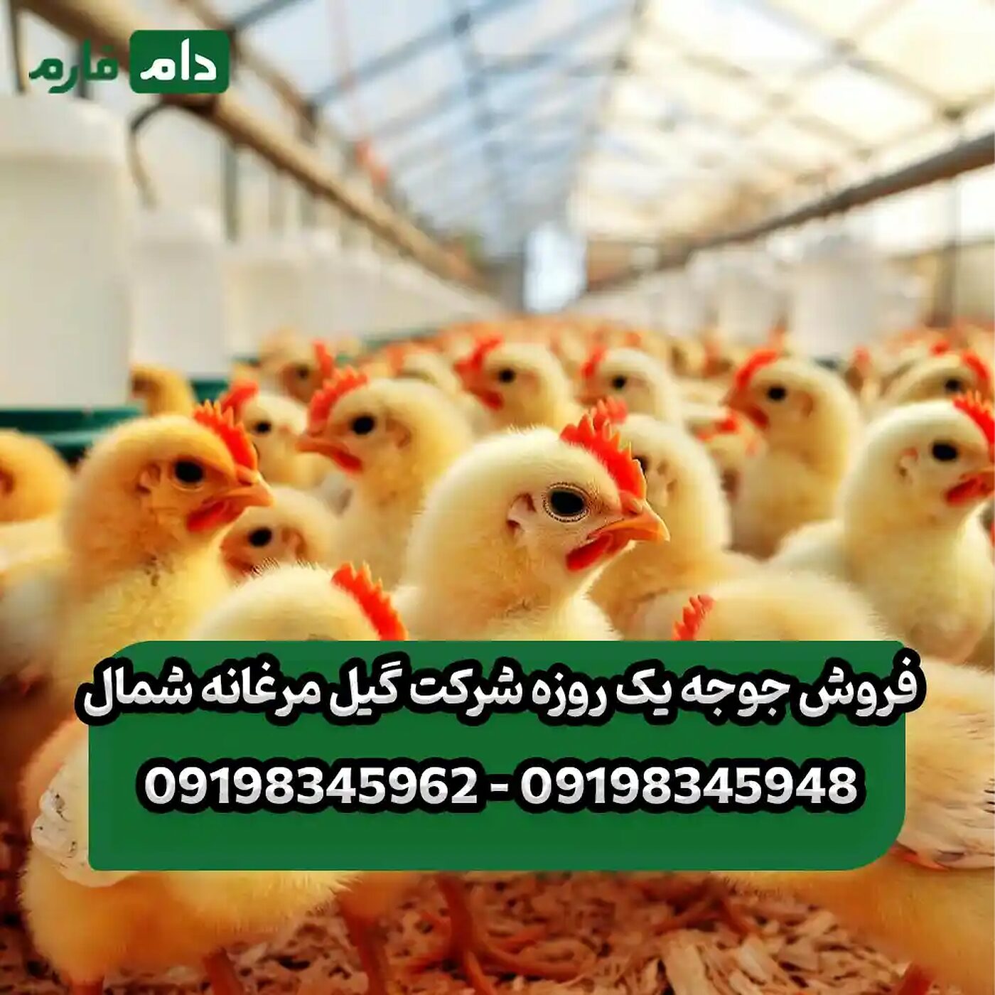 فروش_جوجه_یک_روزه_شرکت_گیل_مرغانه_شمال_90001101