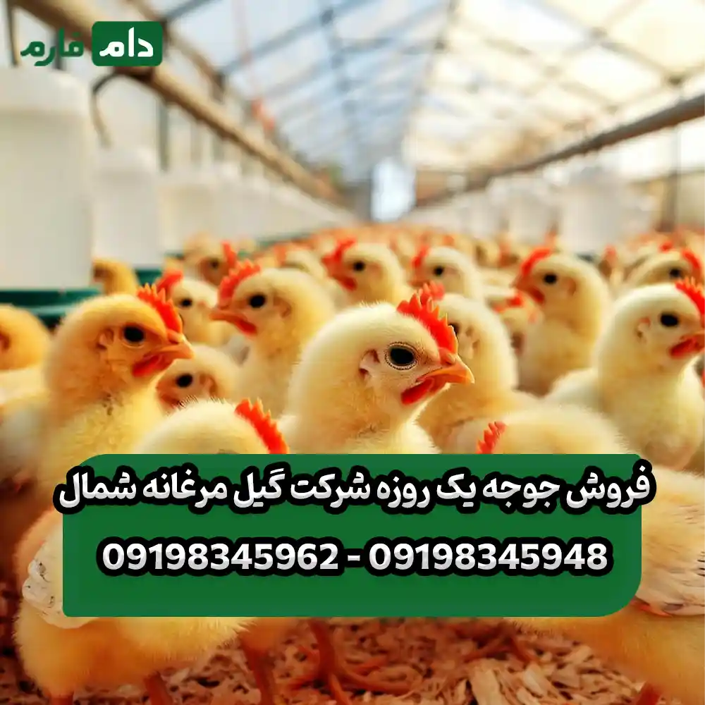 فروش_جوجه_یک_روزه_شرکت_گیل_مرغانه_شمال_09198345948_-_09198345962