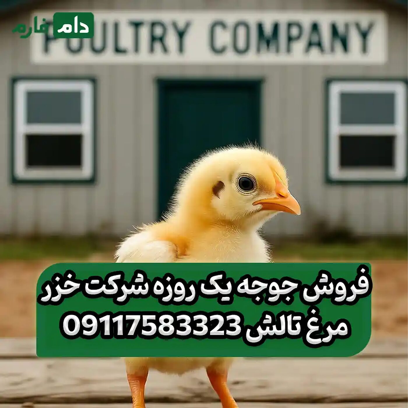 فروش_جوجه_یک_روزه_شرکت_خزر_مرغ_تالش_90001101