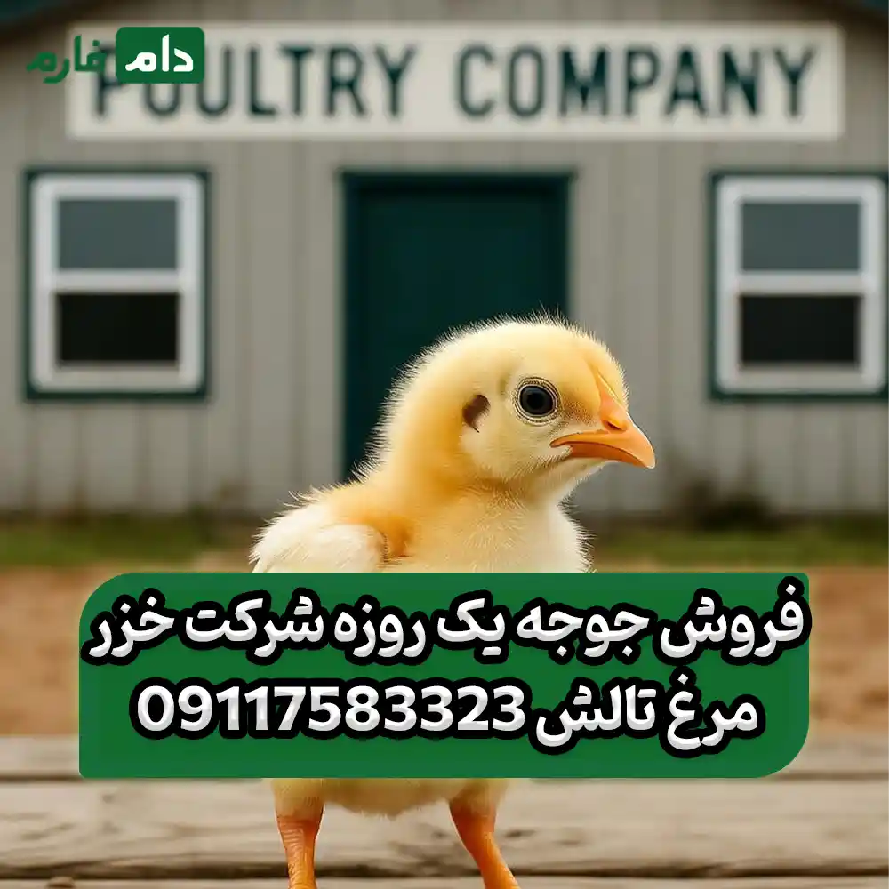 فروش_جوجه_یک_روزه_شرکت_خزر_مرغ_تالش_09117583323