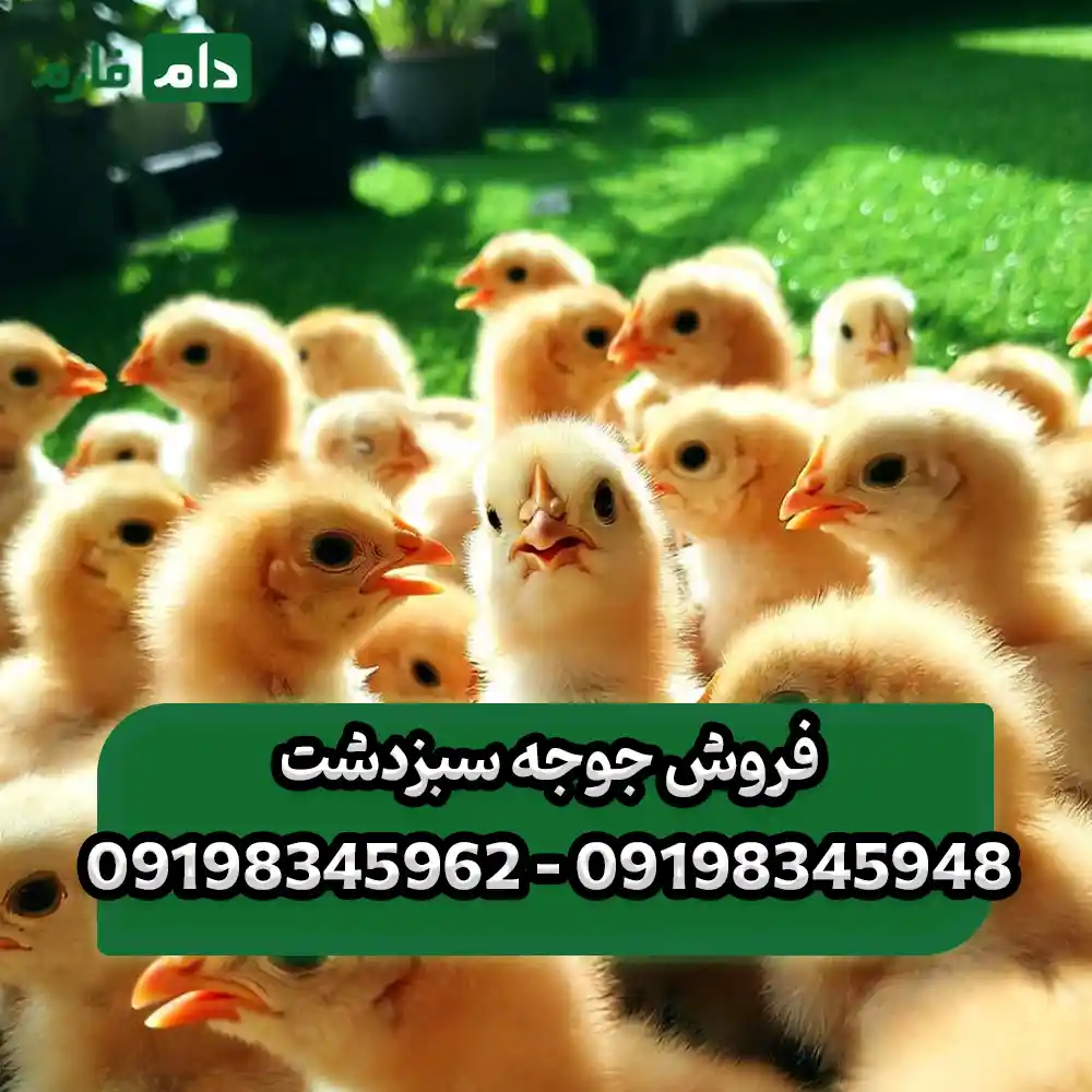 فروش_جوجه_سبزدشت__09198345948_-_09198345962