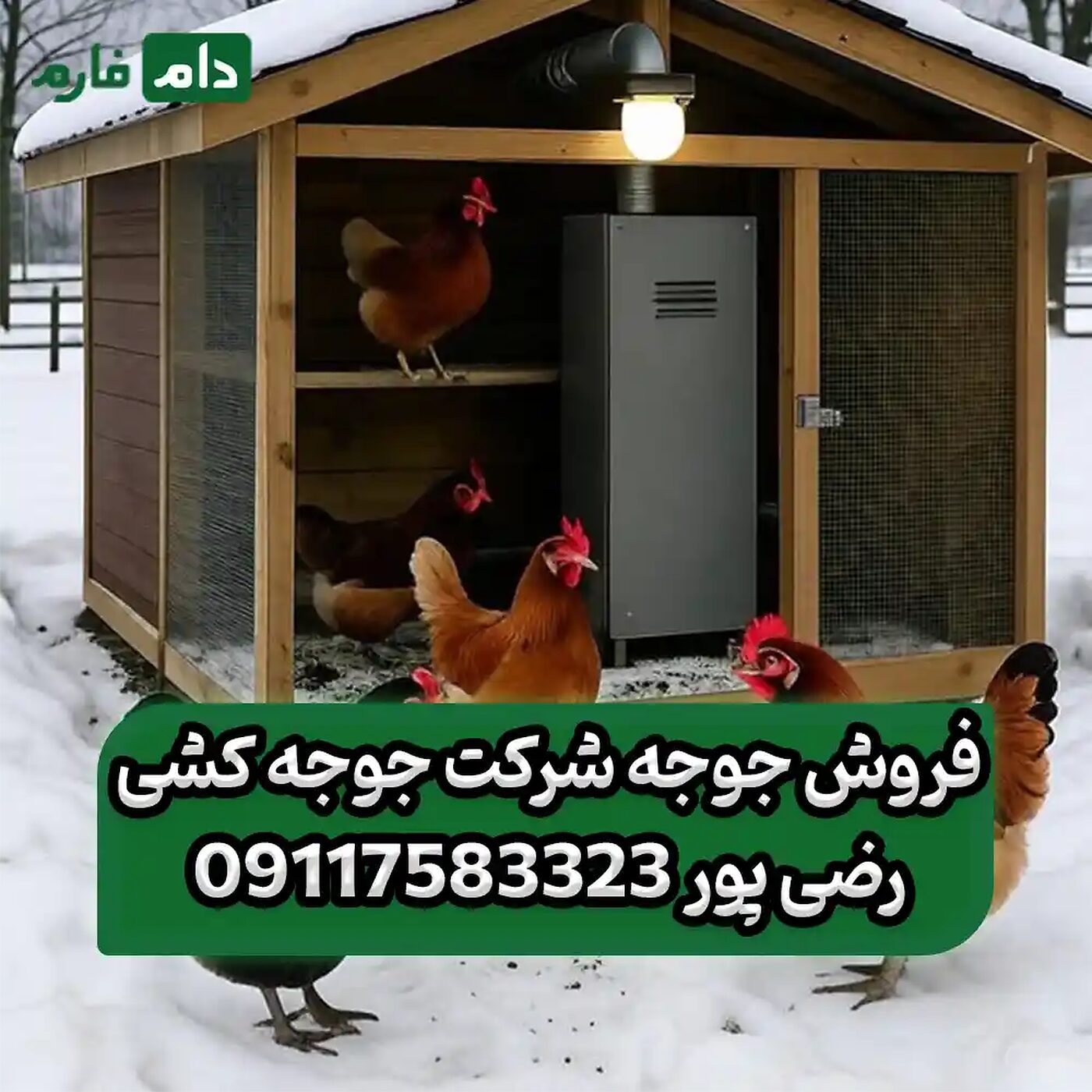 فروش_جوجه_شرکت_جوجه_کشی_رضی_پور_90001101