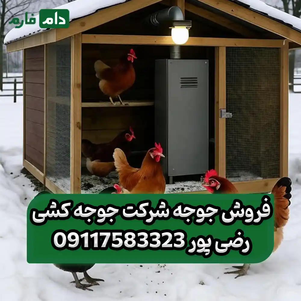 فروش_جوجه_شرکت_جوجه_کشی_رضی_پور_09117583323