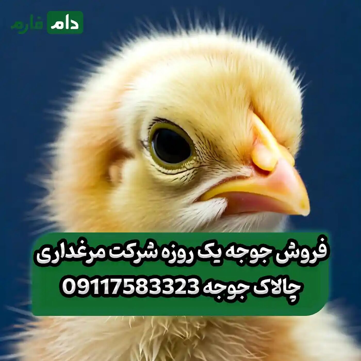 فروش_جوجه_یک_روزه_شرکت_مرغداری_چالاک_جوجه_90001101