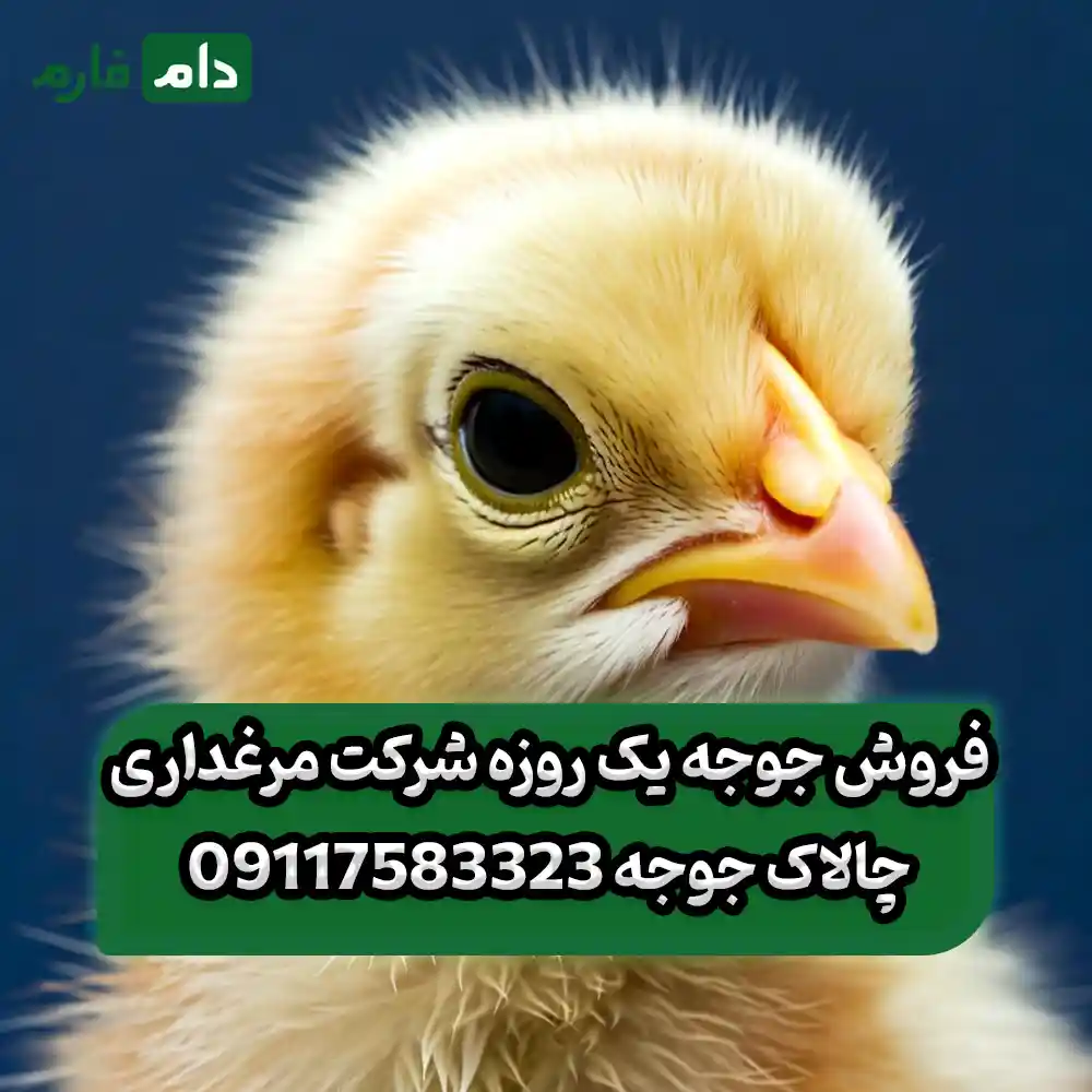 فروش_جوجه_یک_روزه_شرکت_مرغداری_چالاک_جوجه_09117583323