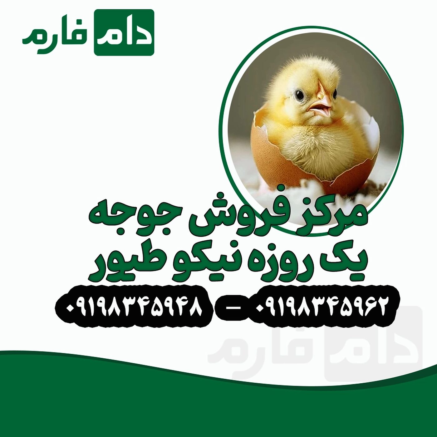 مرکز_فروش_جوجه_یک_روزه_نیکو_طیور_90001101