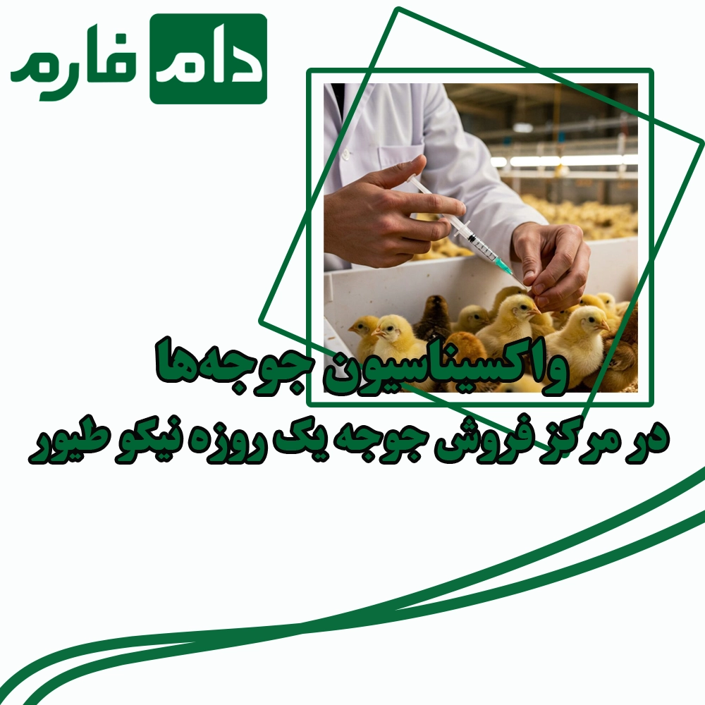 Niko-Poultry-Day-Old-Chick-Sales-Center-09198345948---09198345962