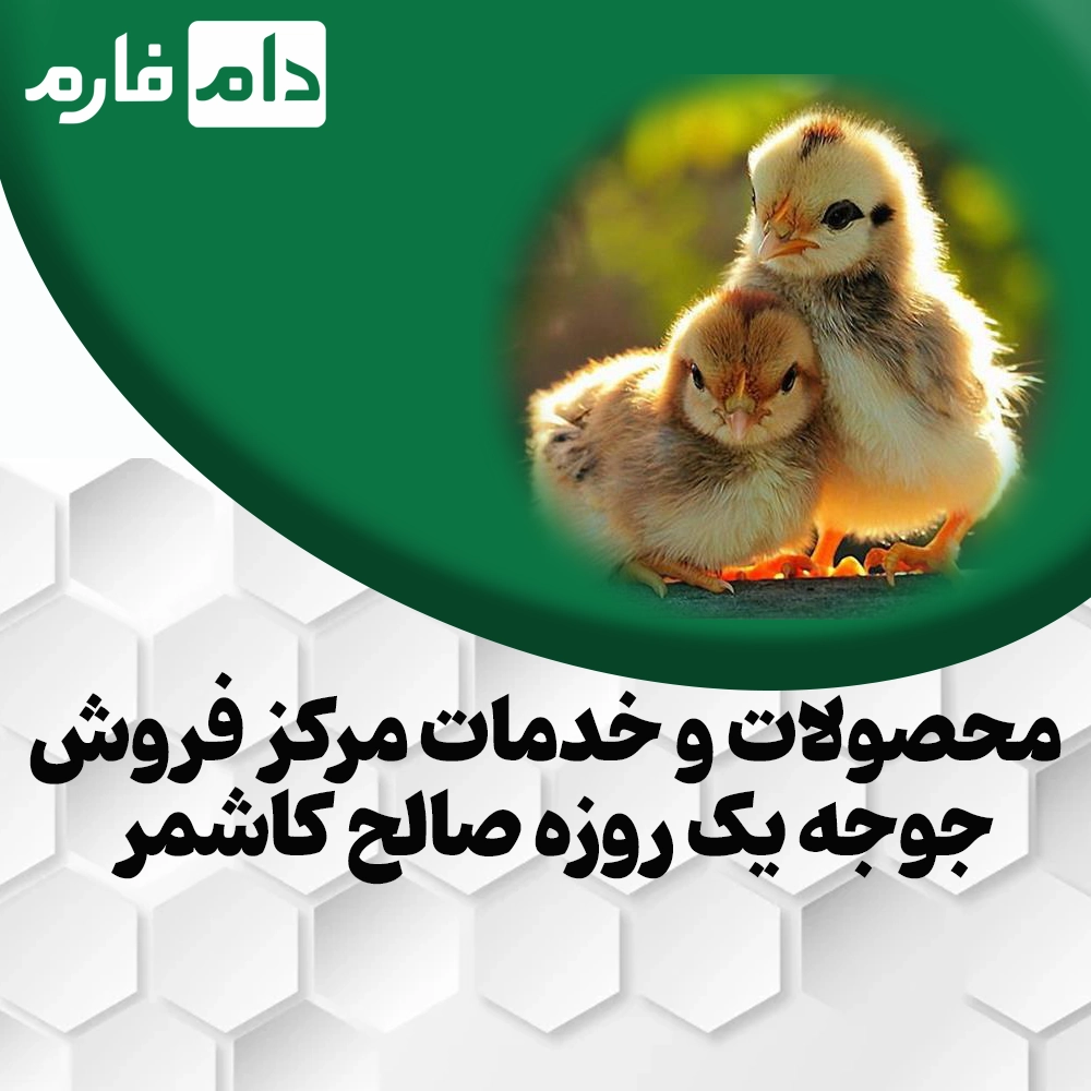 Saleh-Kashmar-one-day-chick-sales-center-09117583323