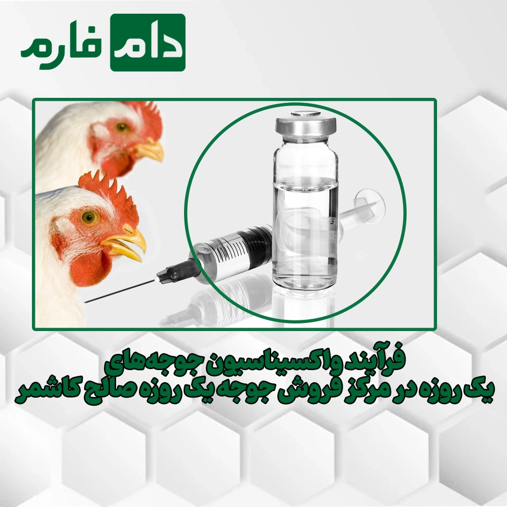 Saleh-Kashmar-one-day-chick-sales-center-09117583323