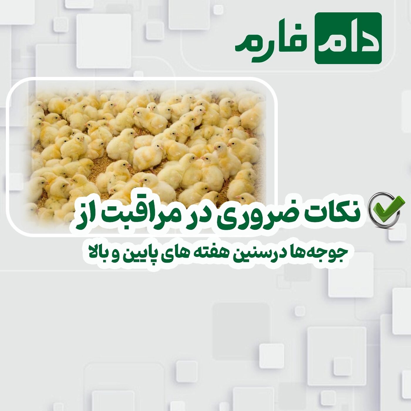 نکات_ضروری_در_مراقبت_از_جوجه‌ها_درسنین_هفته_های_پایین_و_بالا