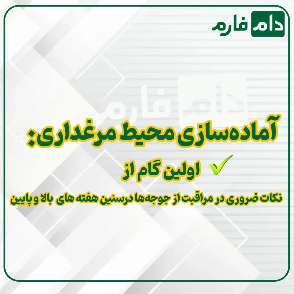 Essential-tips-for-caring-for-chicks-at-early-and-late-weeks-of-age