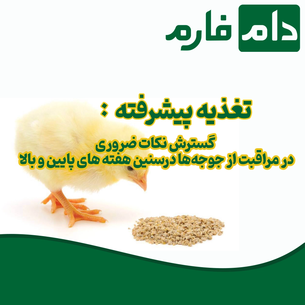 Essential-tips-for-caring-for-chicks-at-early-and-late-weeks-of-age