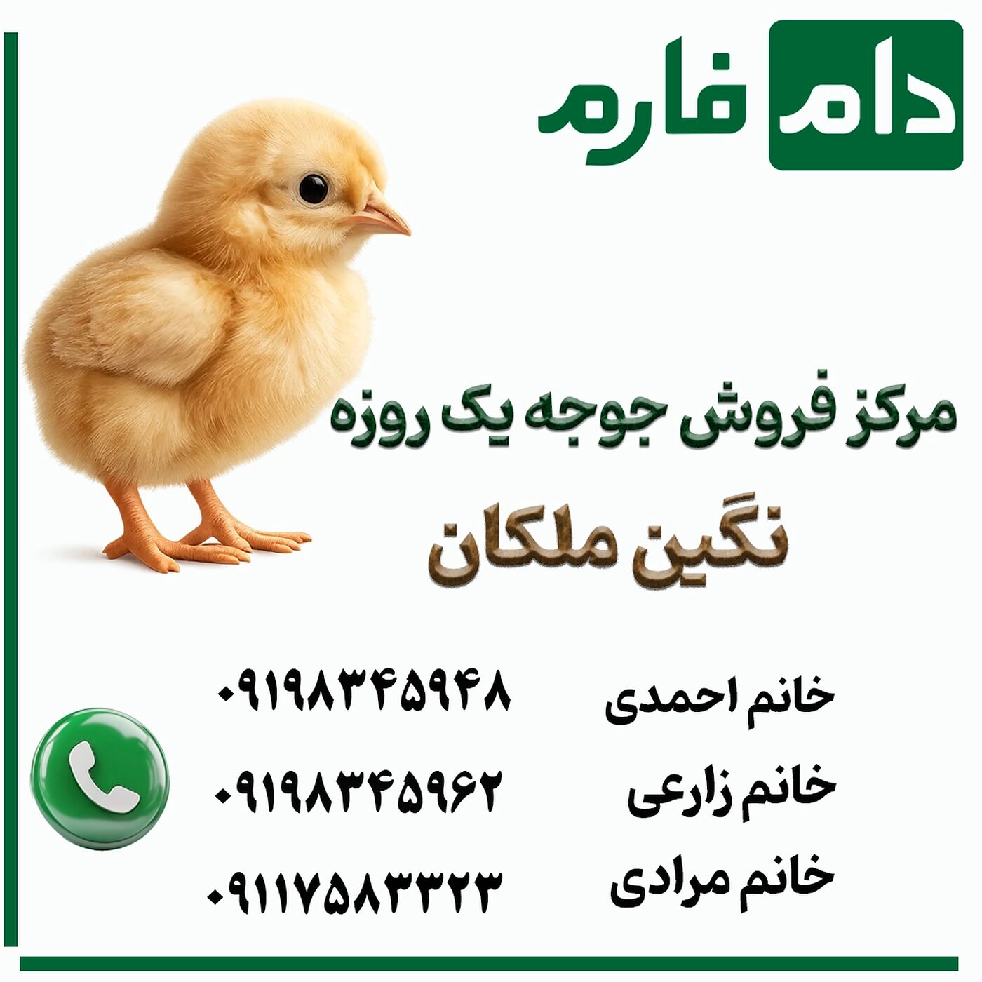 مرکز_فروش_جوجه_یک_روزه_نگین_ملکان_90001101