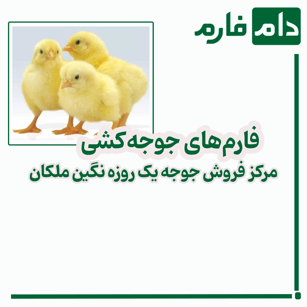 Negin-Malekan-Day-Old-Chick-Sales-Center-09198345948---09198345962