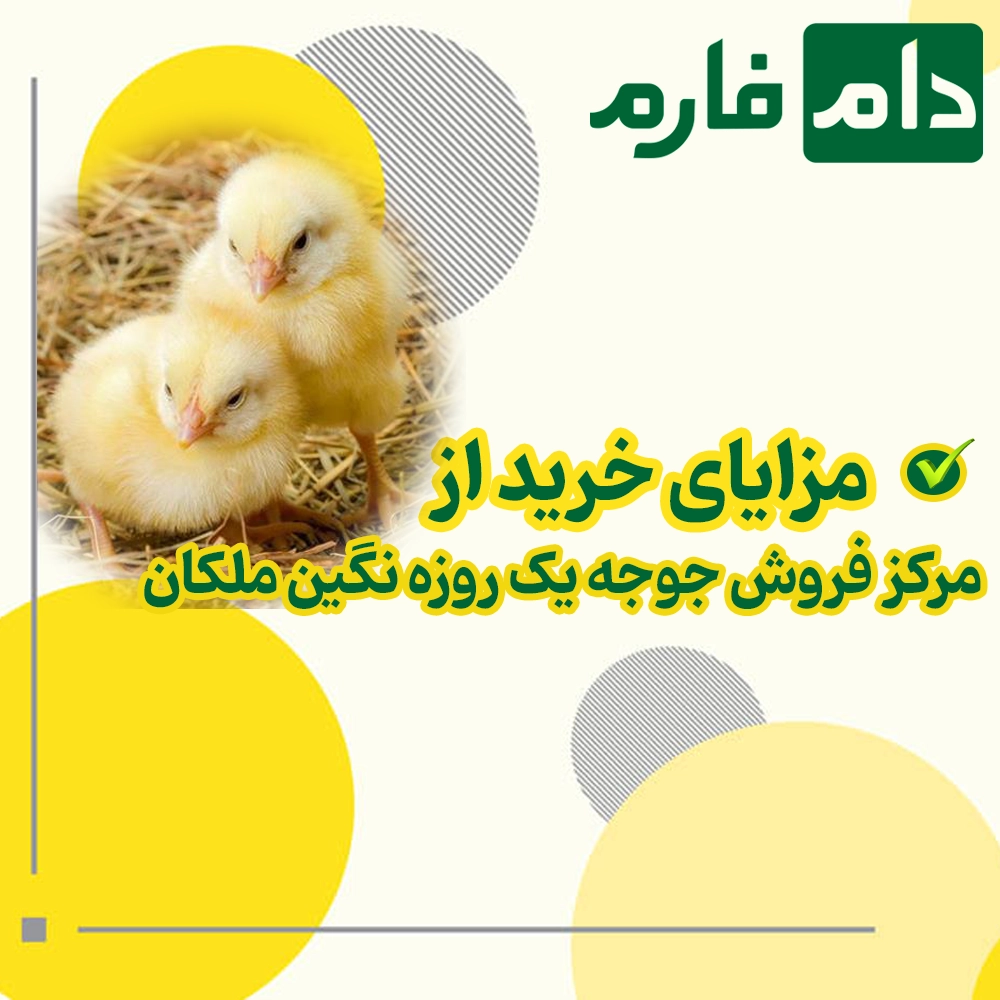 Negin-Malekan-Day-Old-Chick-Sales-Center-09198345948---09198345962