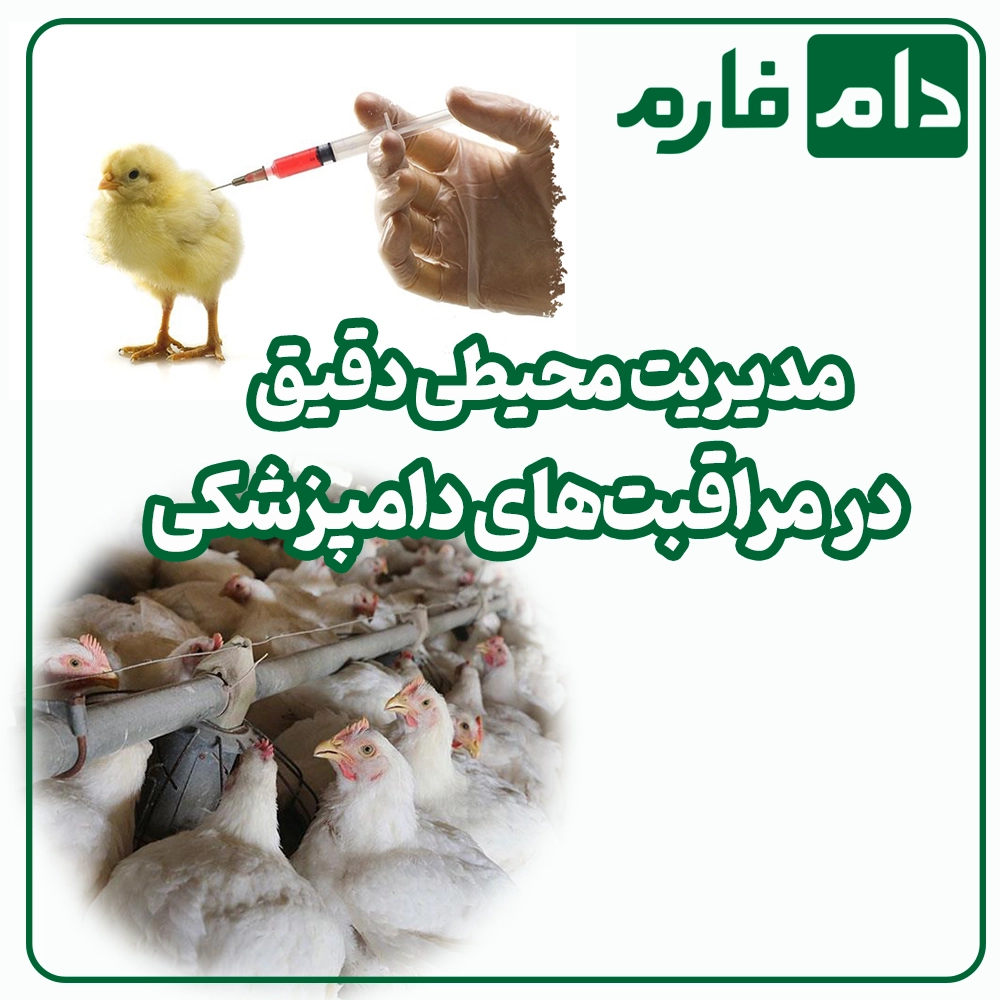 Veterinary-care-to-reduce-feed-conversion-ratio-and-productivity-in-poultry-farms