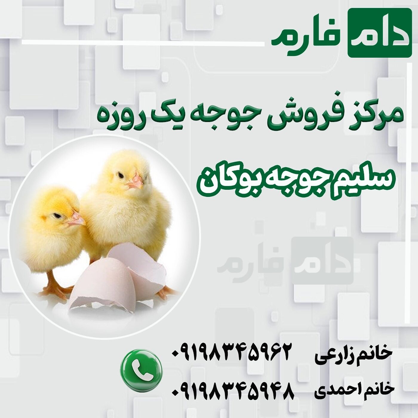 مرکز_فروش_جوجه_یک_روزه_سلیم_جوجه_بوکان_90001101
