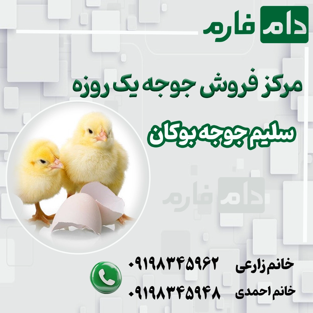 مرکز_فروش_جوجه_یک_روزه_سلیم_جوجه_بوکان_09198345948_-_09198345962