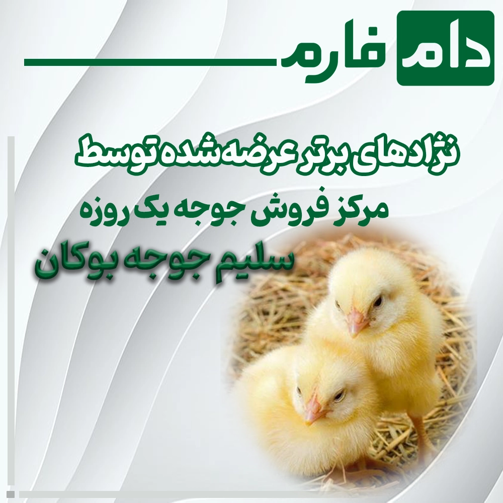 Salim-Chicken-Bukan-Day-Old-Chick-Sales-Center-09198345948---09198345962