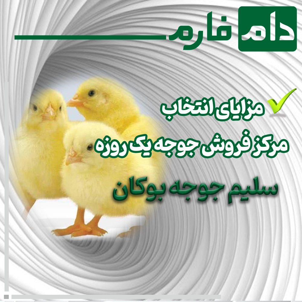 Salim-Chicken-Bukan-Day-Old-Chick-Sales-Center-09198345948---09198345962