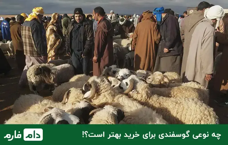 According-to-what-factors-do-you-buy-sheep