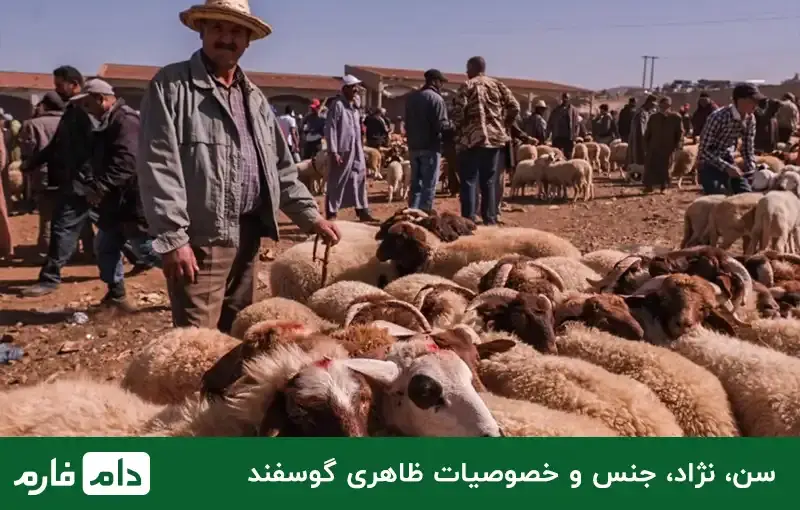 According-to-what-factors-do-you-buy-sheep