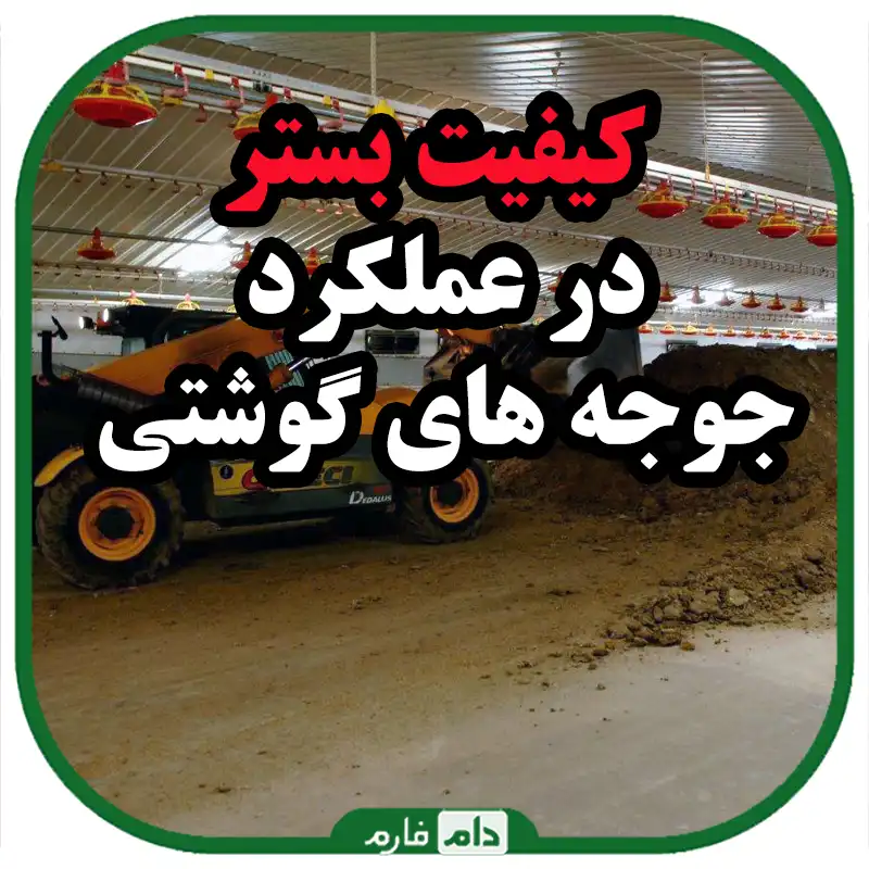 کیفیت_بستر_در_عملکرد_جوجه_های_گوشتی